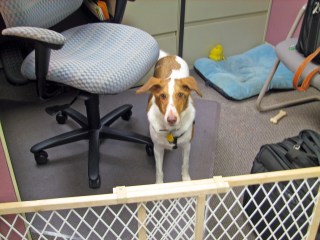 dog in office