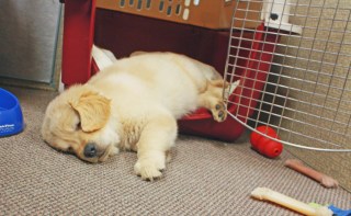 puppy in crate