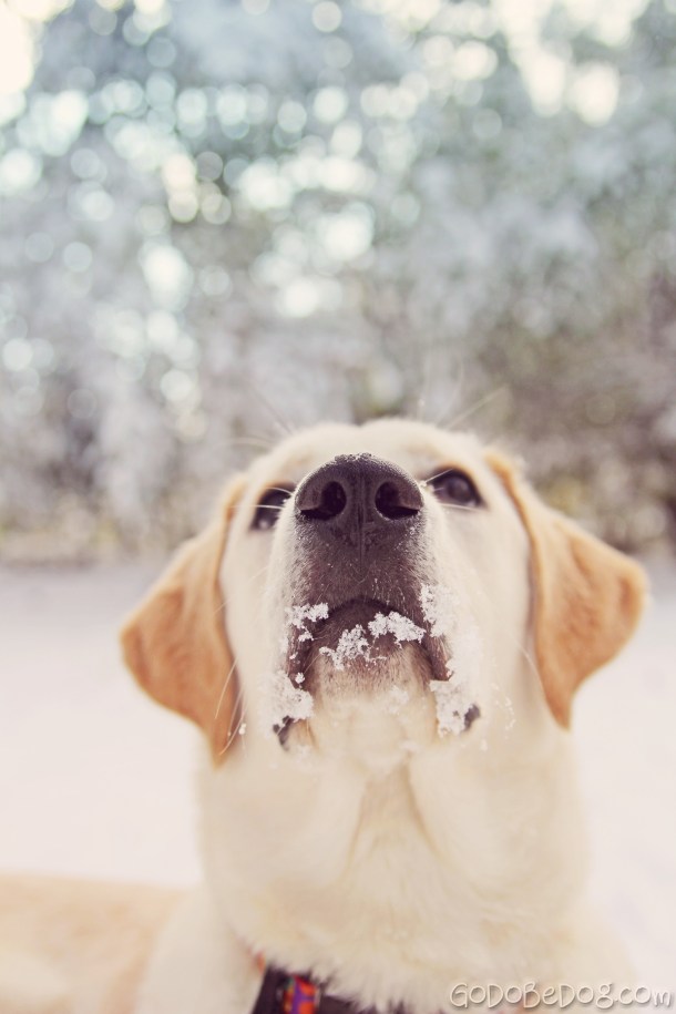 Holly's first snowfall